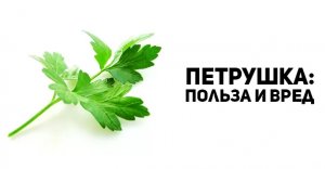 ПЕТРУШКА польза и вред для человека.Полезна ли петрушка на самом деле.mp4