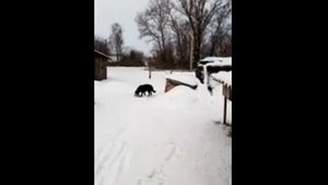 Кормление кроликов горохом.