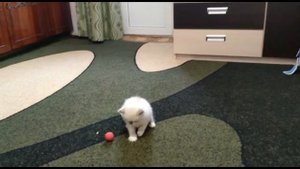 Мой новый друг | Жил был КОТ