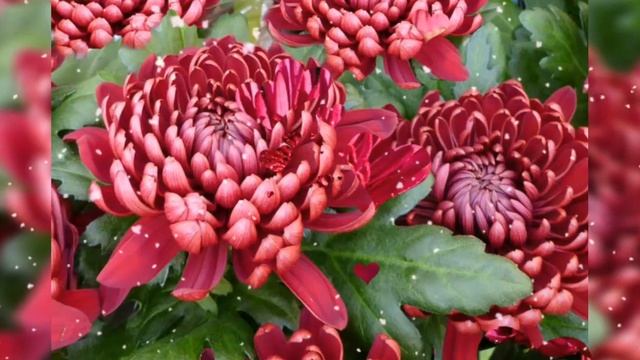 Я ЖЕЛАЮ ТЕБЕ СЧАСТЬЯ! КРАСИВАЯ МУЗЫКА И СТИХИ! смотреть онлайн