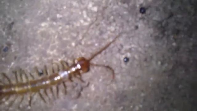 МУХОЛОВКА ОБЫКНОВЕННАЯ. flytrap