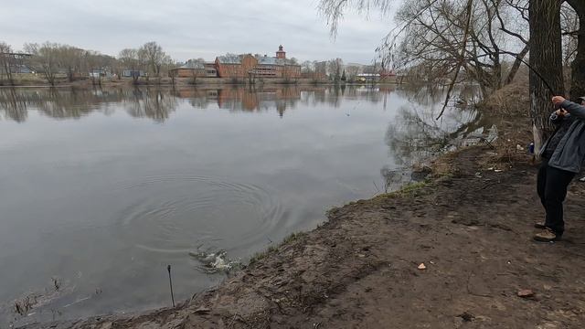 Лещ на донку