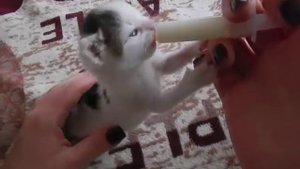 Брошенный котенок выжил и подрос! Пьет молочко и мурлычет) Как выкормить котенка?