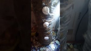 Выращивание вешенок из опавших листьев.