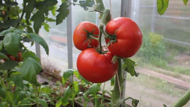 Сорт - "НОВОСАДСКИЙ ЯБУЧАР". Томаты от Фёдора. смотреть онлайн