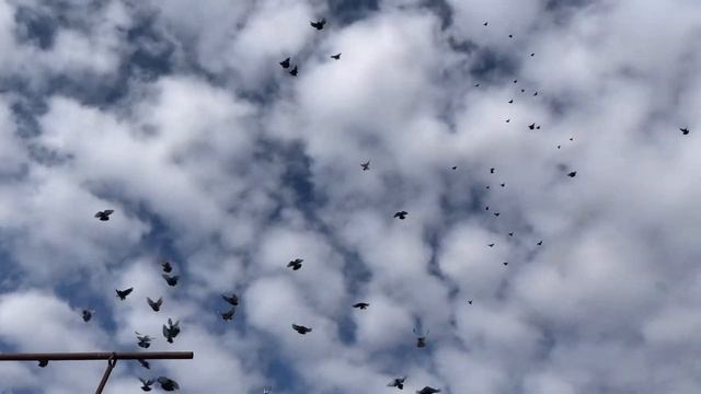 Николаевские голуби у Сергея. Крым +7 (978) 709-24-19 смотреть онлайн