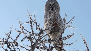 Бородатая неясыть-2.