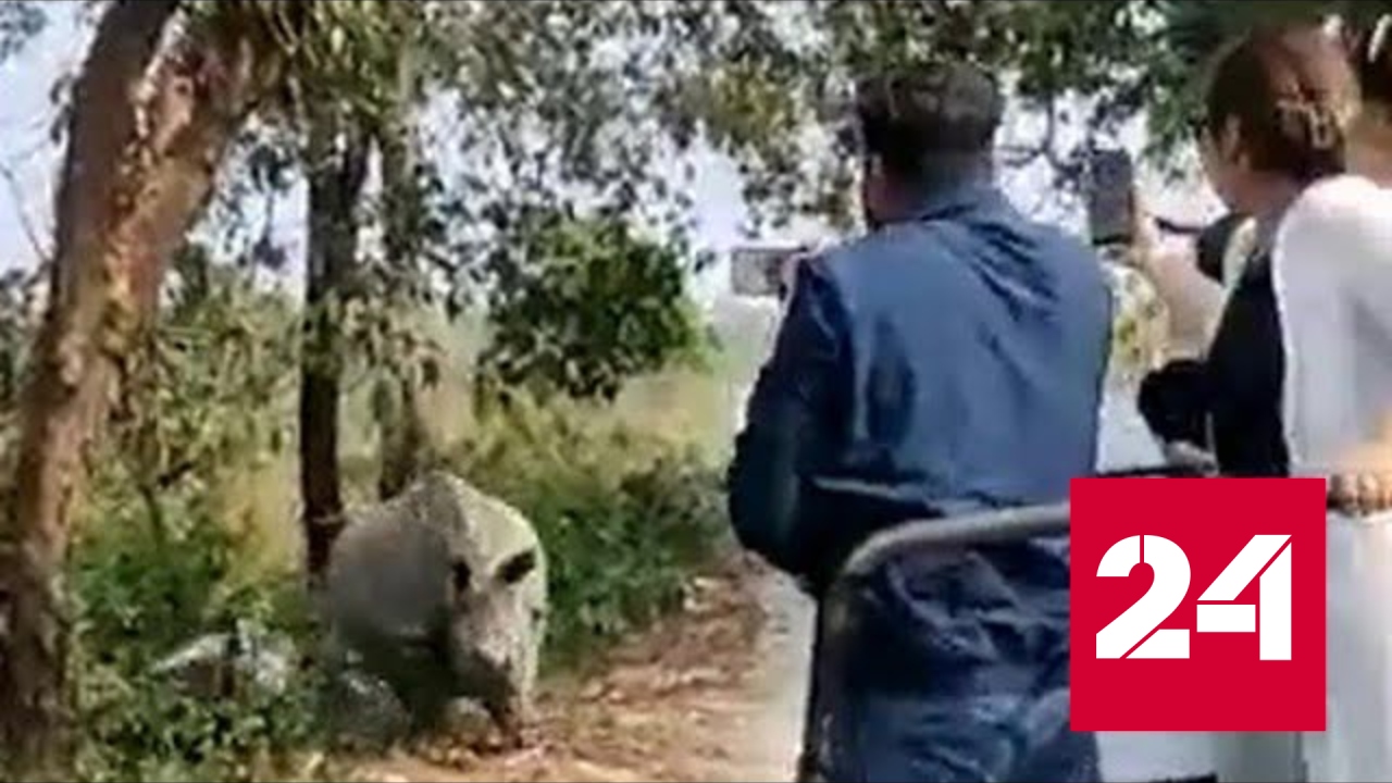 Внедорожник опрокинулся при виде агрессивных носорогов - Россия 24