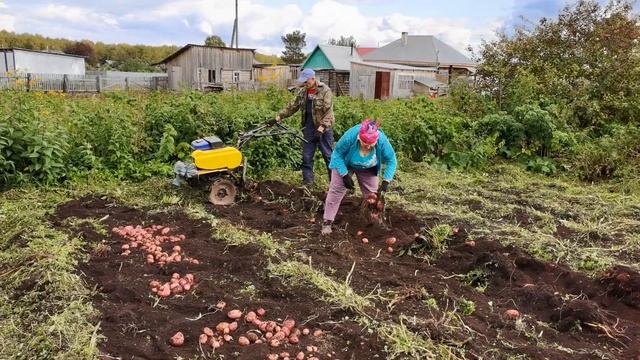 Наш урожай картофеля 2023 года! Сколько картофеля можно накопать с одного куста! смотреть онлайн