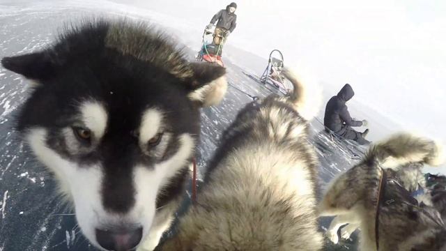 По льду Байкала на собачьих упряжках. Январь 2019. смотреть онлайн