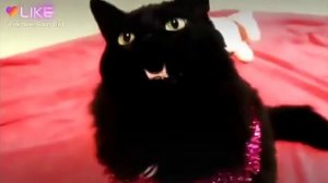 Песенка мяу мяу мяу...