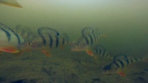 На что клюёт лучше окунь , зимой #shorts #рыбалка