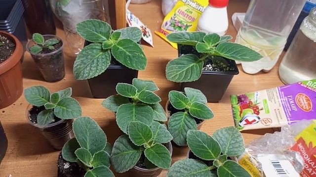 Чем и когда удобряю свои глоксинии ,бегонии,перевалка моих ростений. смотреть онлайн