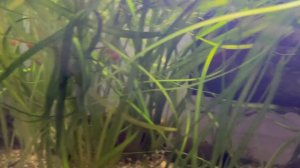 ПЕТУШКИ - МОГУТ ЛИ ЖИТЬ В ОБЩЕМ АКВАРИУМЕ? l САМАЯ ДЕШЁВАЯ АКВАРИУМНАЯ РЫБКА НА СЕГОДНЯ!