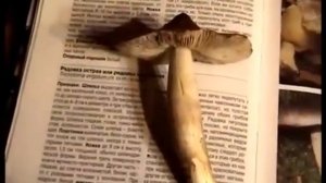 Грибы двойники - ложные рядовки. Как распознать рядовки серые, грибы Петушки.