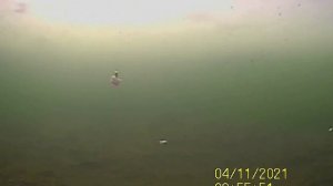 Подводная съемка зимней рыбалки на камеру Calypso UVS-03 Plus #рыбалка#зимняярыбалка#подводнаясъемк