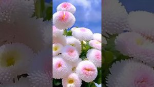 Тушда гул курса