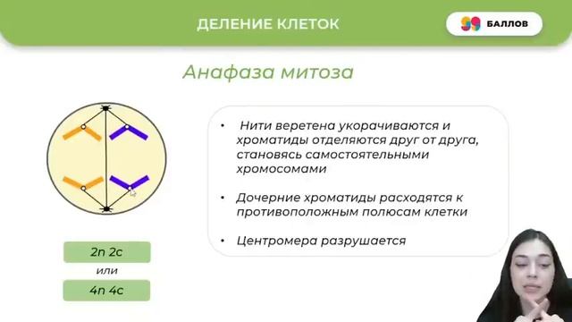 МИТОЗ И МЕЙОЗ ЗА 30 МИНУТ | БИОЛОГИЯ 10 КЛАСС | ЕГЭ 2022