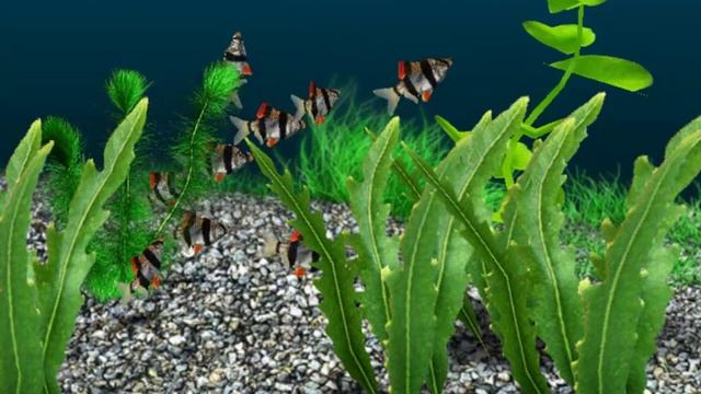 Best 3D Aquarium Game Ever!!!!