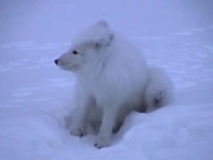 2006 год.Норильск.Песцы на подстанции.