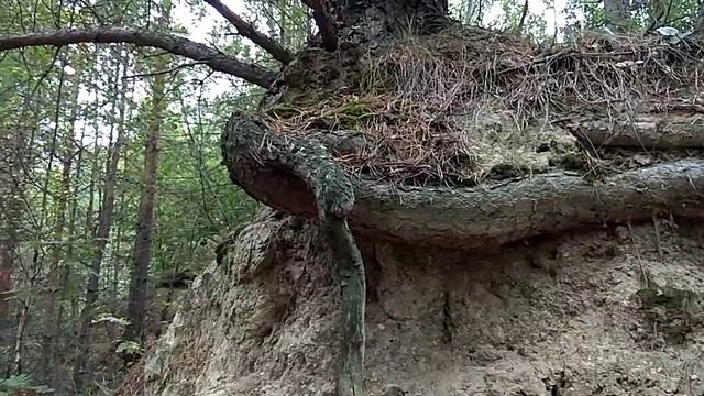 Ирбит! "Песчаные горы" - и их удивительная природа! Корневая система Сосны ,всю жизнь росшей на кра смотреть онлайн