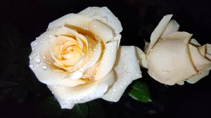 Пич Аваланж