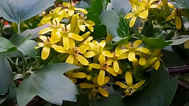 Иоганн Себастьян Бах. Хоральная прелюдия BWV 639 Музыка для души смотреть онлайн