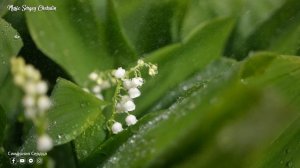 ВАЛЬС ДОЖДЯ! Очень красивые нежные и трогательные мелодии,Красивая спокойная хорошая музыка для душ