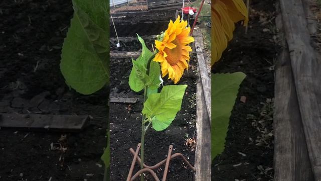 Посадили первый подсолнух ранней весной смотреть онлайн