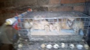 Мнение (отзыв) заводчика о породе перепелов Феникс