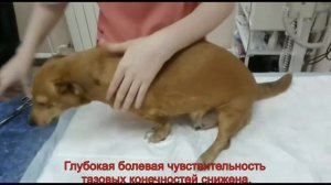 Клинический случай грыжи межпозвоночного диска у собаки по имени Тяпа.
