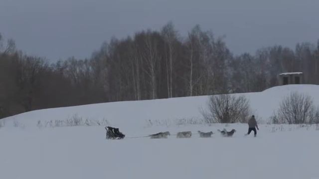 Питомник сибирских хаски Волыч: Давай, Россия! Растим новое поколение!