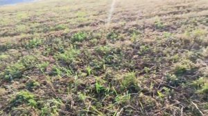 Сгребание сена | трактор т25  | грабли навесные СОЛНЫШКО