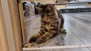 Yoll's добрый stream из Совиного дола. Вечерняя прохлада и полный карман жаб