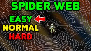Как пауки плетут паутину? Разные уровни сложности