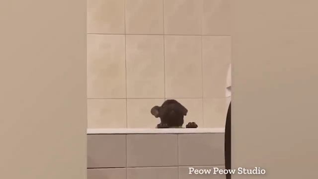 Смешные коты