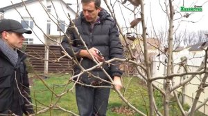 Обрезка деревьев для начинающих. Первые шаги. С Чего начать