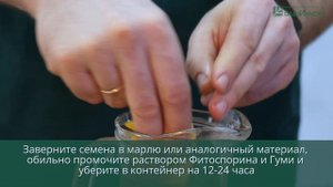 Суперэффективный способ выращивания высокоурожайной рассады