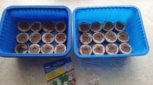 Как вырастить альпийскую безусую землянику из семян