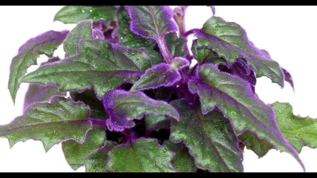 Gynura aurantiaca - Samtpflanze, Purple Velvet Plant