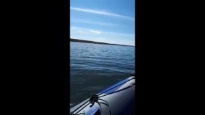 Лодка ПВХ Роджер Зефир нднд обзор