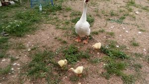 гусыня шипит  охраняет гусят www.seliger24.ru