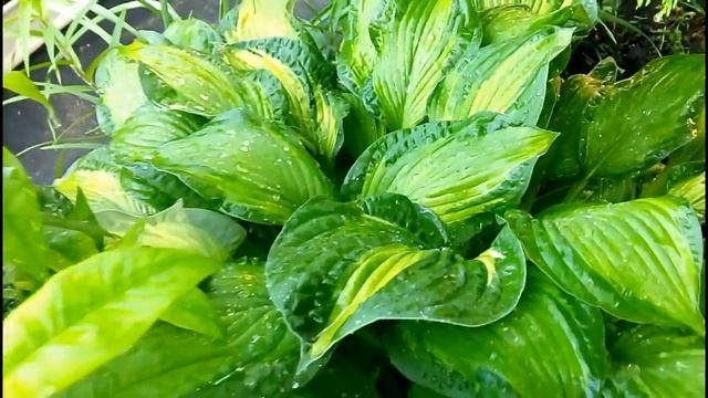 ХОСТЫ на моей Сибирской Мини Дачке смотреть онлайн