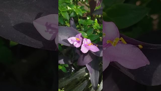 Purple heart ( Tradescantia pallida ) Blooming