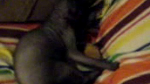 Crazy Peterbald Marillo смотреть онлайн