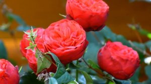 Цветочный фон, фон красивые цветы фон розы