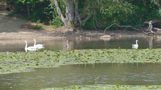 Canon XF-400 test. Wild life. Тест Canon XF-400. Дикая жизнь. 佳能 XF-400 测试。野生生活。 смотреть онлайн