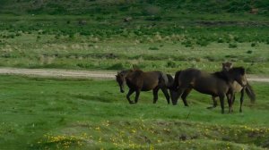 27 мая 2017г. Брачный период у лошадей