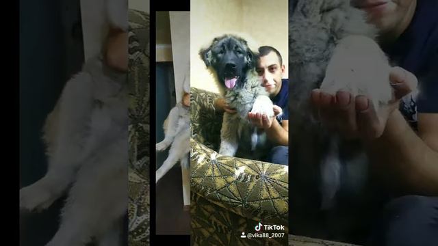 Кавказская овчарка - 7 мес смотреть онлайн