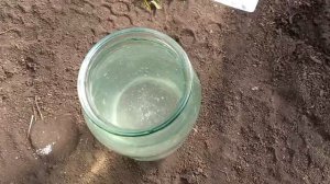 1 удобрение для ТОМАТОВ и они быстро тронутся в рост и не будут болеть